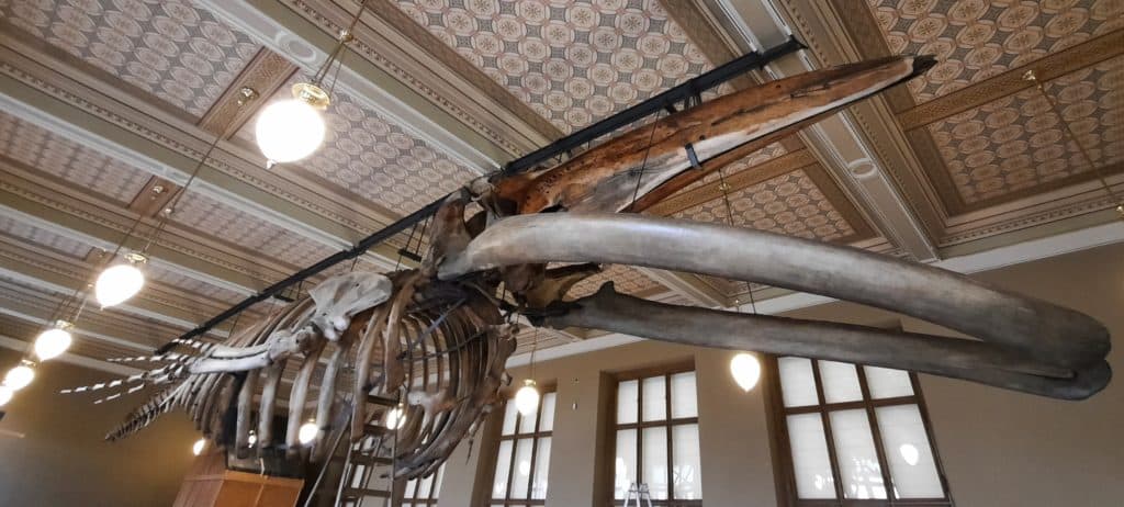 Den v Praze: Kam s dětmi v Praze: Národní muzeum s dětmi