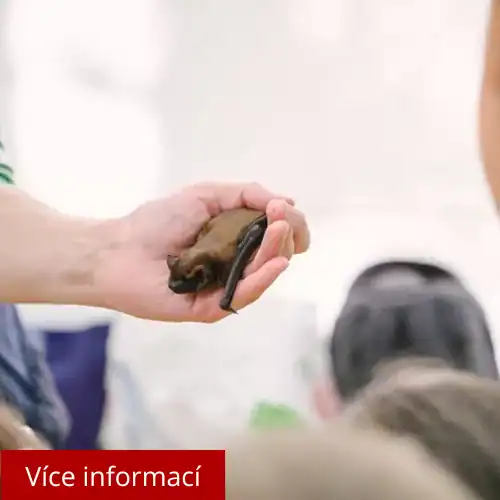 Za pražskými netopýry
